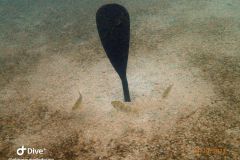 IMG-20231014-WA0009