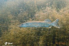 IMG-20231014-WA0013