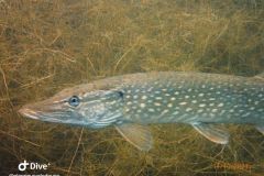 IMG-20231014-WA0014