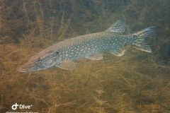 IMG-20231014-WA0015
