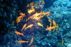 1746947332645-1803024773