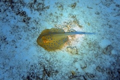 1746947596402-1222174527