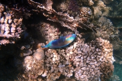 1746971811082-1956441662