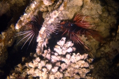 1747100533048-1916891487