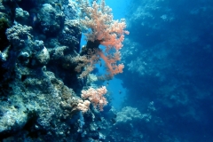 1748483077601-1805785349