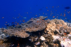 1748483261263-2137954848