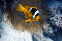 1748487389181-1812184695