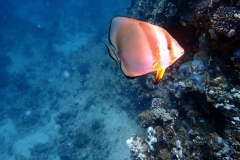 1748487542857-1621551573