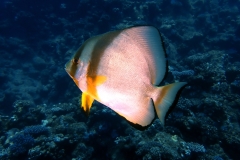 1748536675403-883123922