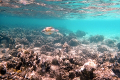 1749393203544-1079440012