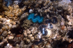 1749393747992-23502669