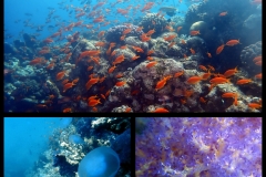 PhotoCollage_1747033575015
