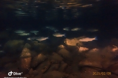 IMG-20250209-WA0021_GF